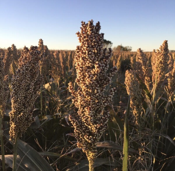 Grano integral de Sorgo Blanco - Imagen 2